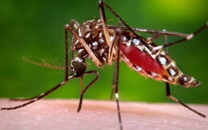 Dengue: Cinco casos confirmados en Pehuajó