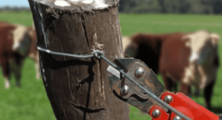 Productores rurales de la zona sur de Casares preocupados por el robo y faena de hacienda