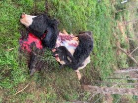 Inseguridad rural en 9 de Julio: Otro productor rural fue víctima de una faena de un novillo
